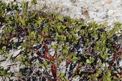 Arctostaphylos parryana