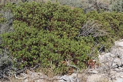 Arctostaphylos parryana
