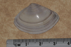 Austromactra contraria