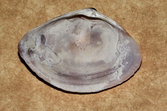 Austromactra contraria