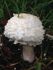 Chlorophyllum