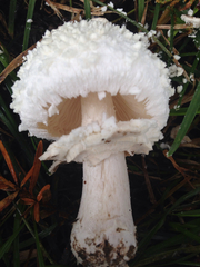 Chlorophyllum