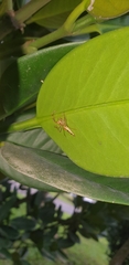 Viciria pavesii
