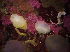 Cadlina laevis