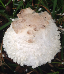 Chlorophyllum