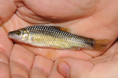 Pseudorasbora parva