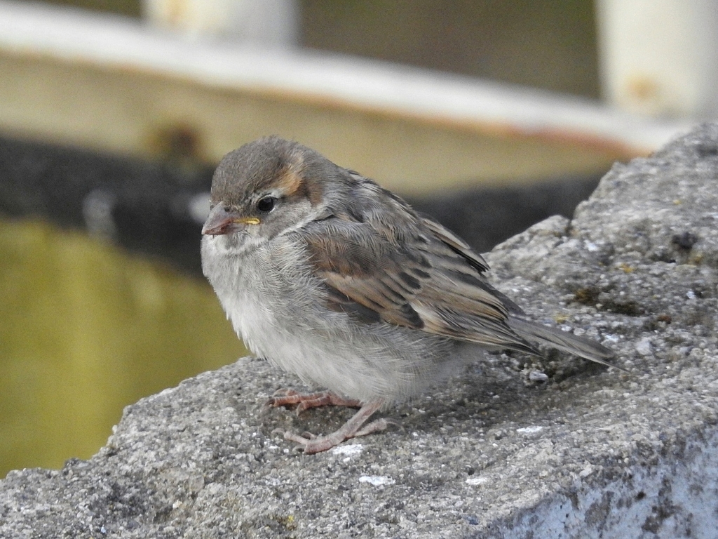 Moineau domestique