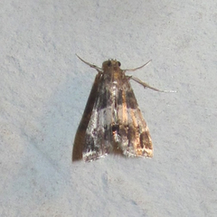 Usingeriessa brunnildalis