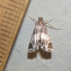 Usingeriessa brunnildalis