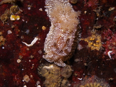 Goniodoris castanea