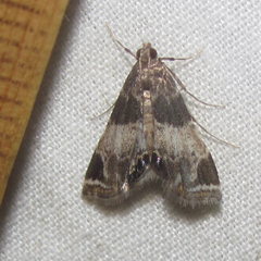 Usingeriessa brunnildalis