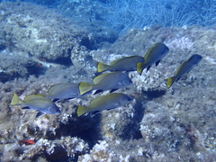 Sciaena umbra
