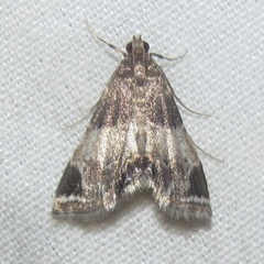 Usingeriessa brunnildalis