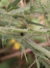 Hyperaspis sphaeridioides