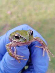 Gastrotheca marsupiata