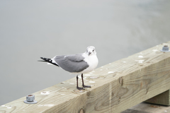 Leucophaeus pipixcan