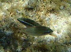 Symphodus ocellatus