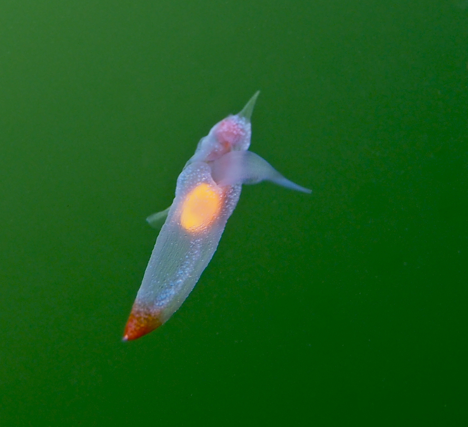 Naked Sea Butterfly (Clione limacina) · iNaturalist