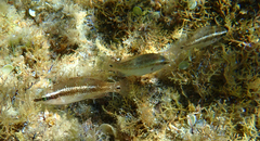 Symphodus ocellatus