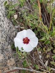 Pavonia cymbalaria