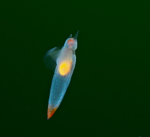 Naked Sea Butterfly