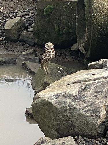 Burrowing Owl photographed in Oregon
