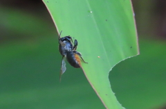 Megachile pictiventris