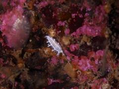 Duvaucelia lineata