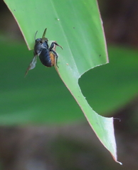 Megachile pictiventris
