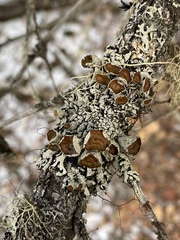 Hypogymnia occidentalis