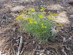 Lomatium torreyi