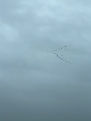 Branta hutchinsii
