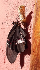 Heraclides anchisiades