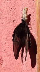 Heraclides anchisiades