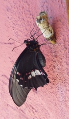 Heraclides anchisiades