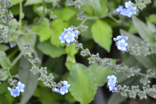 Cynoglossum amabile