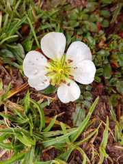 Hypseocharis