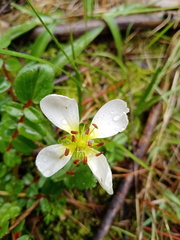 Hypseocharis