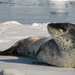 Leopard Seal - Photo (c) David, some rights reserved (CC BY-NC)
