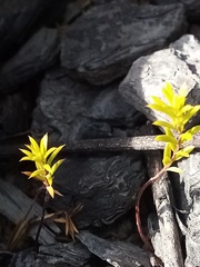 Coleonema pulchellum