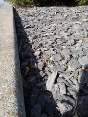 Coleonema pulchellum