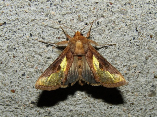 Slender Burnished Brass