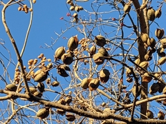 Paulownia tomentosa