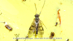 Athericidae