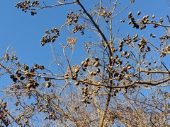 Paulownia tomentosa
