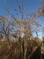 Paulownia tomentosa