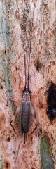 Aphonoides