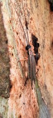 Aphonoides