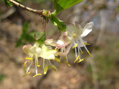 Lonicera harae