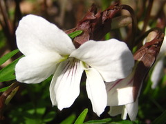 Viola chaerophylloides
